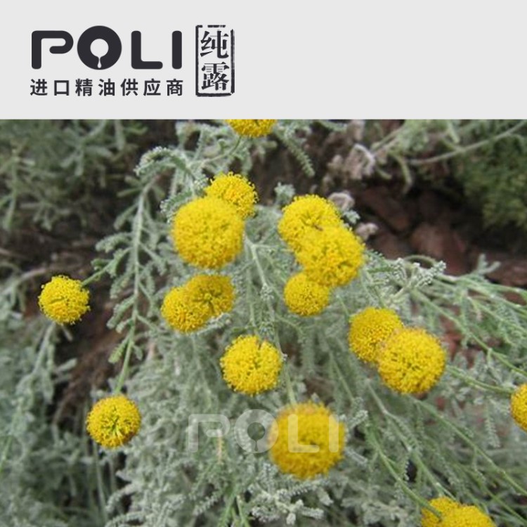 (法國) 1號_薰衣草棉/綿杉菊露【POLI/頗黎】