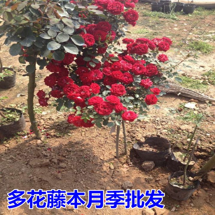 藤本月季小女孩多花爬藤月季花苗歐月薔薇大花苗玫瑰庭院植物批發(fā)