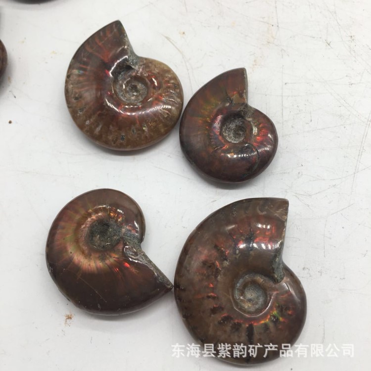 批發(fā) 天然斑彩螺 斑彩海螺化石 轉(zhuǎn)運 風(fēng)水螺 招財螺 帶超炫彩光