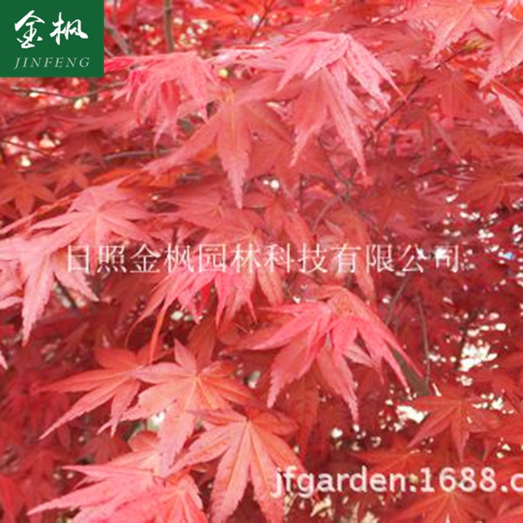 供應日本紅楓雞血紅（紅舞姬）  日本紅楓苗木  批發(fā)日本紅楓小苗