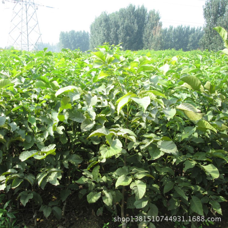 適合重慶四川貴州地區(qū)種植香玲核桃苗 掛果多 結(jié)果早 豐產(chǎn)