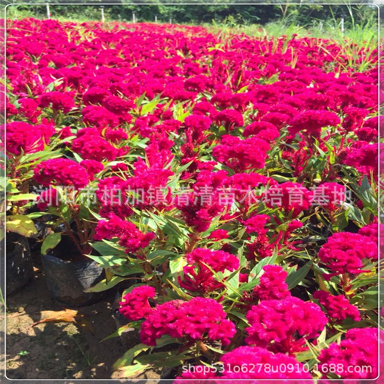 湖南基地批發(fā) 時(shí)令草本花卉雞冠花 花海景觀園藝花卉易種植