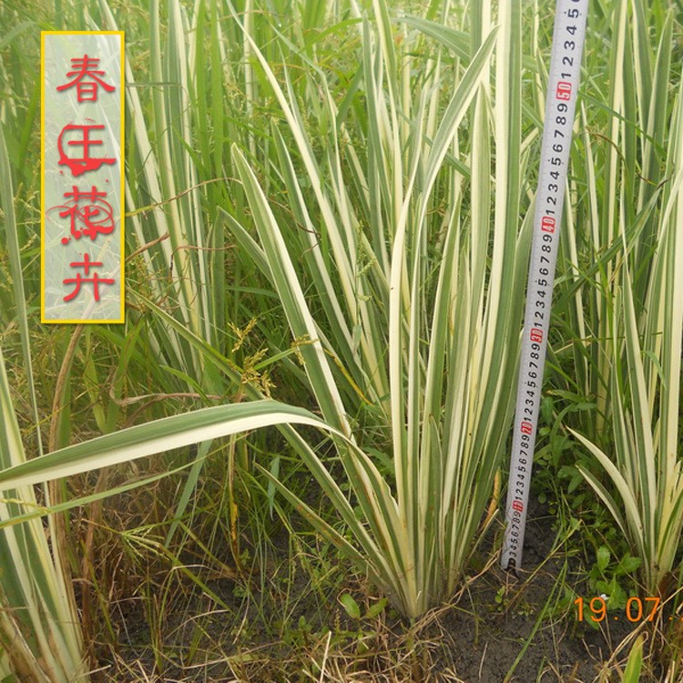 粉黛乱子 花叶芦  细叶芒 荷花 睡莲 水葱 千屈菜菖蒲等水生植物