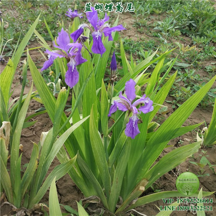 蓝蝴蝶鸢尾 蓝花 地被草花 宿根冬根 园林景观绿化 春季秋季 批发