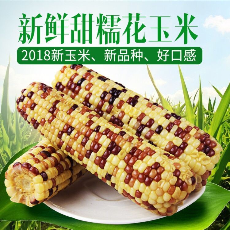 山西特產(chǎn) 琪悅花玉米 鎖鮮真空獨立包裝 鮮糯香12穗