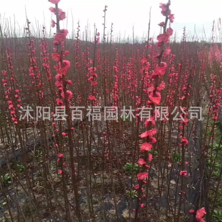 基地批發(fā)紅梅樹(shù) 骨里紅紅梅實(shí)生 紅梅嫁接烏梅紅梅大花重瓣