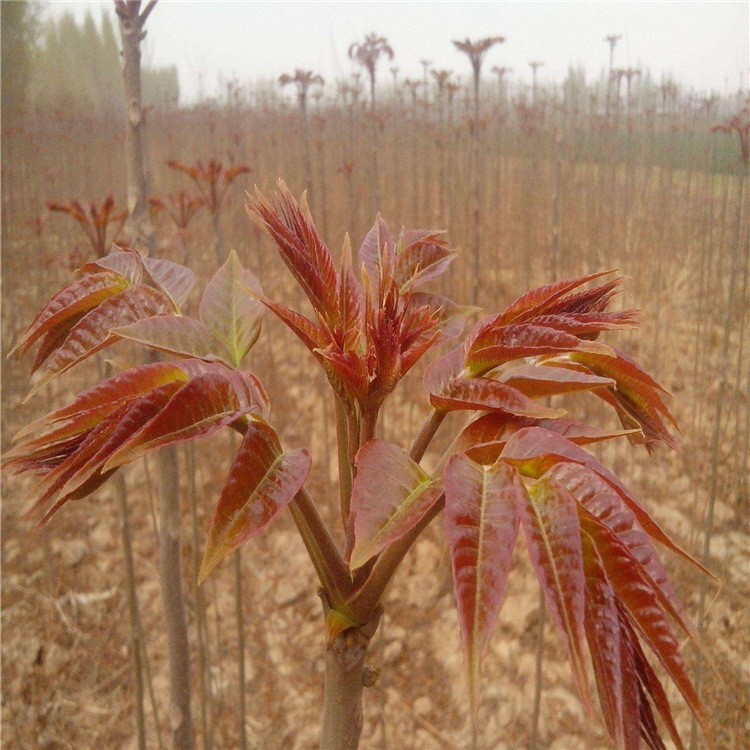 盆栽藍莓苗 大棚草莓苗種苗香椿苗 庭院果樹苗