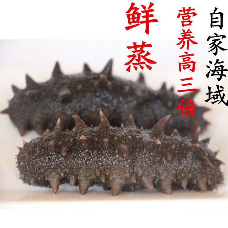鮮參冷蒸即食海參 口感好高品質(zhì) 500g可代加工 去沙嘴單只包裝
