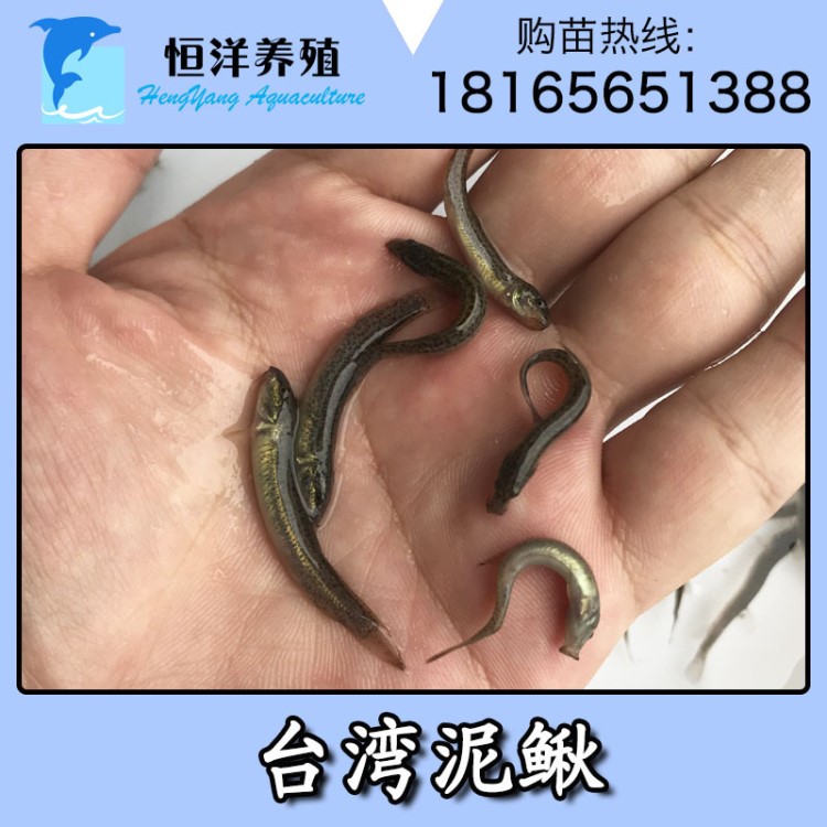 養(yǎng)殖種苗 臺灣泥鰍苗 各種 泥鰍魚苗 淡水魚苗 魚苗