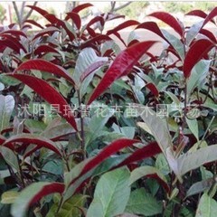 苗圃直銷 新品種 紅背桂又叫紅背桂花 精品盆栽桂花樹苗品種