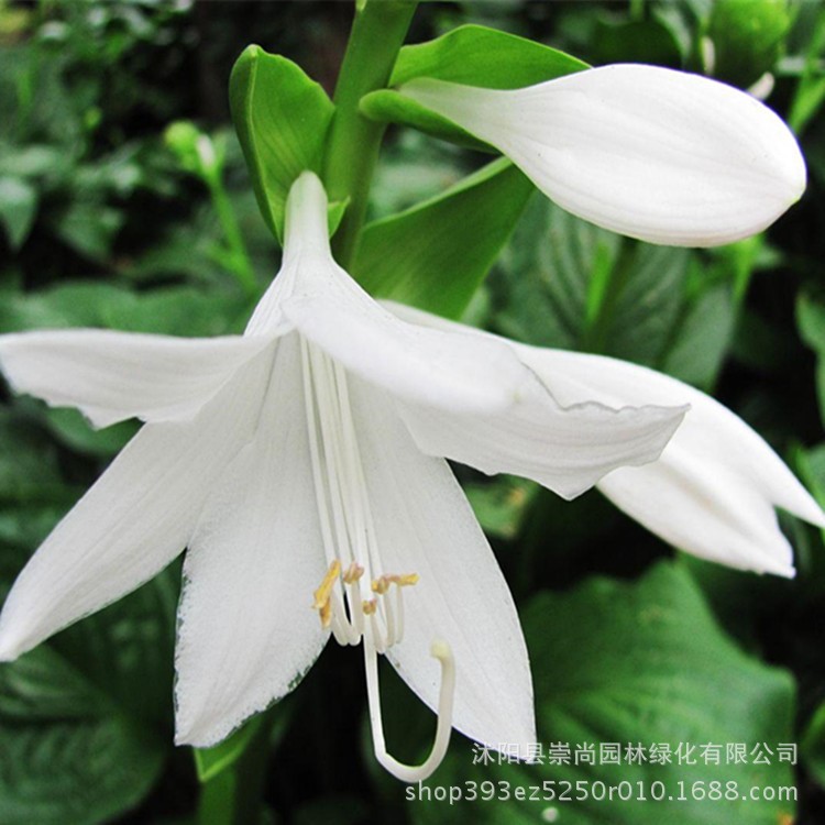 批發直銷 白玉簪 白花玉簪 宿根花卉 園林綠化 量大優惠 全國包郵