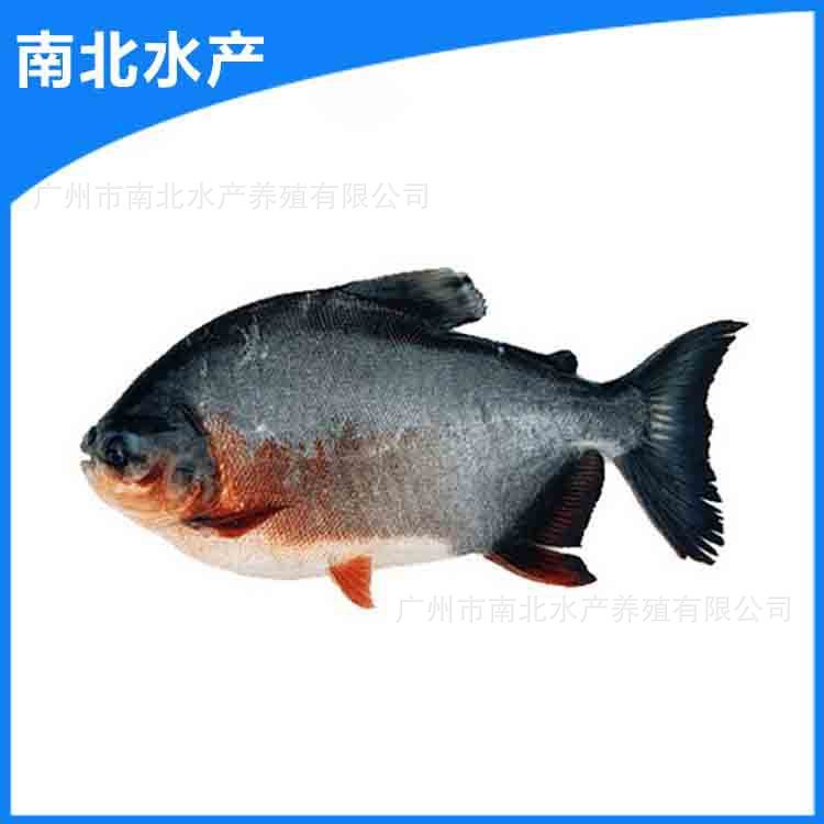 全國大量供應(yīng)3~5公分淡水白鯧魚苗 鯧魚苗 紅鯧魚苗