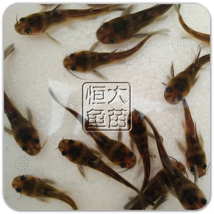 零售/批發(fā)品種黃顙魚(yú)苗淡水黃骨魚(yú)魚(yú)苗綠色原生態(tài)養(yǎng)殖魚(yú)苗