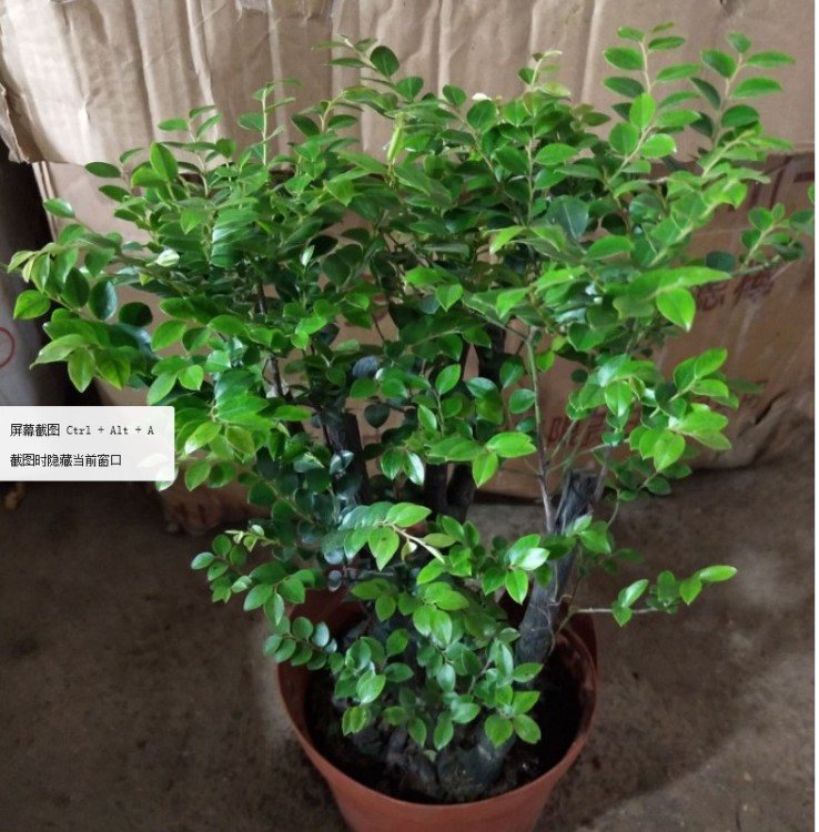 基地批發小葉紫檀植物盆栽耐陰耐寒組盆造景老樁觀賞工程苗木
