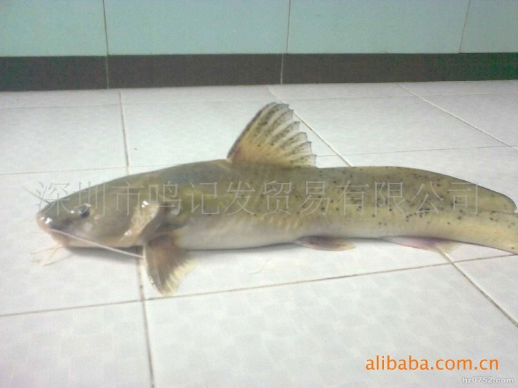 大量供應(yīng)鮮活西江鉗魚(yú)（學(xué)名斑蠖）