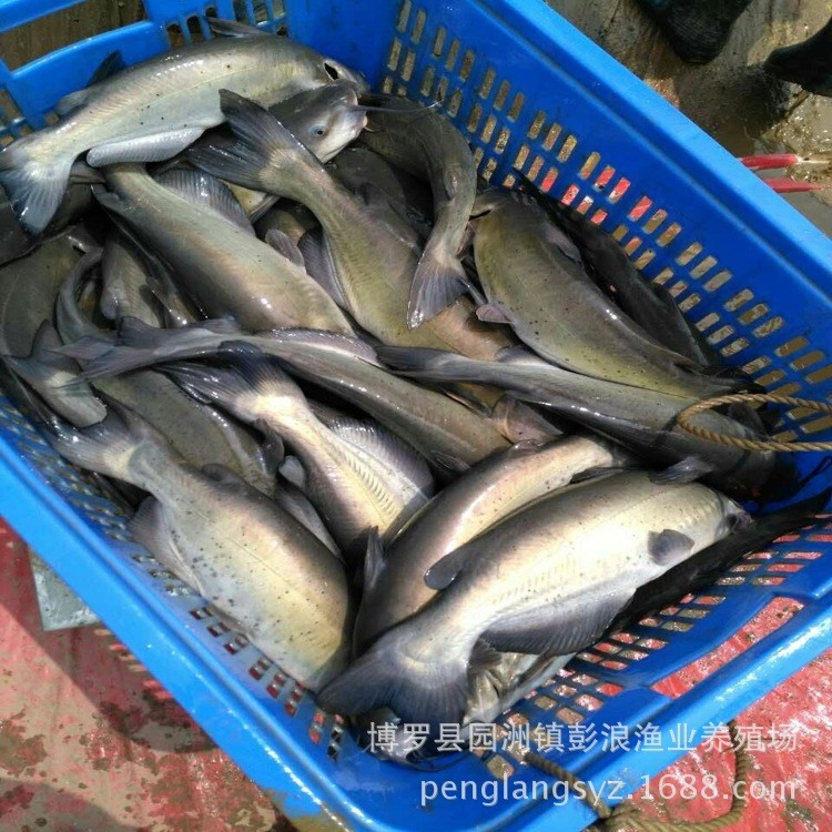 叉尾鮰魚苗價格  斑點叉尾鮰魚苗 鮰魚苗批發(fā) 叉尾魚苗