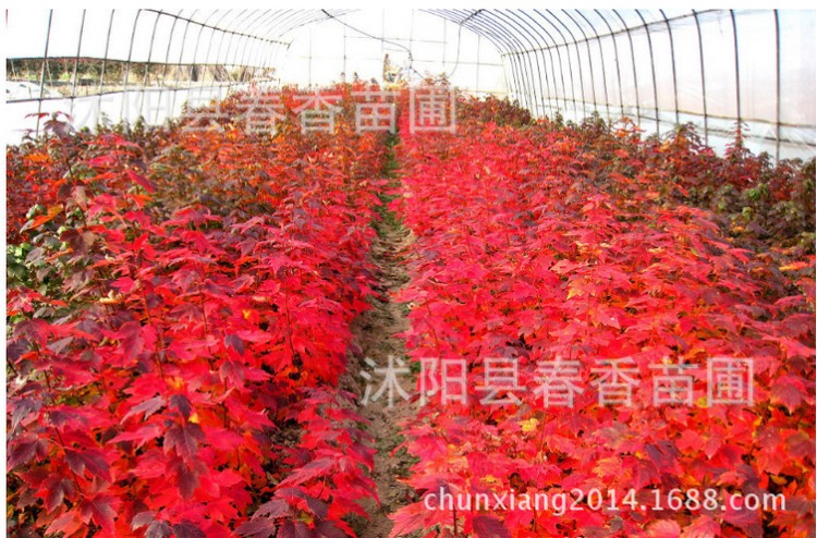 出售 美國(guó)紅楓樹苗 秋火焰 綠化小苗 紅楓小苗 美國(guó)紅楓