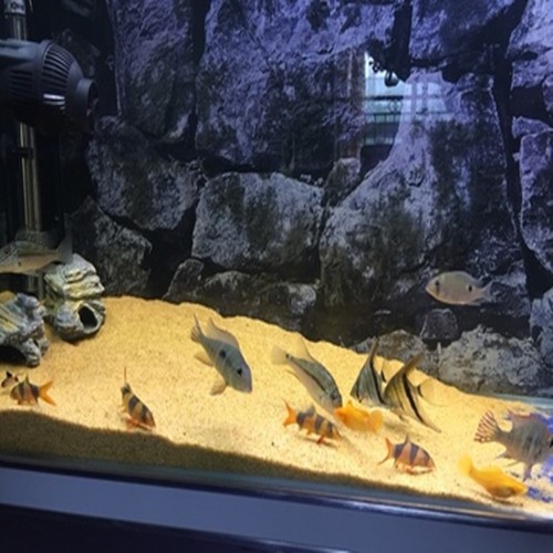 魚缸底砂水族箱造景沙子黃金沙水草底砂魚缸造景底砂河沙