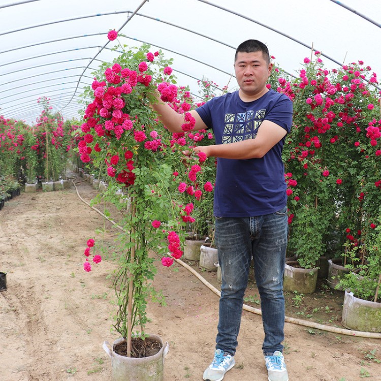 木香花苗七里香盆栽爬藤植物濃香四季甜蜜紅木香花苗薔薇攀援花卉