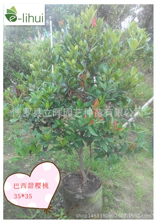 巴西甜櫻桃.櫻桃,巴西櫻桃,小果櫻桃,南方品種櫻桃