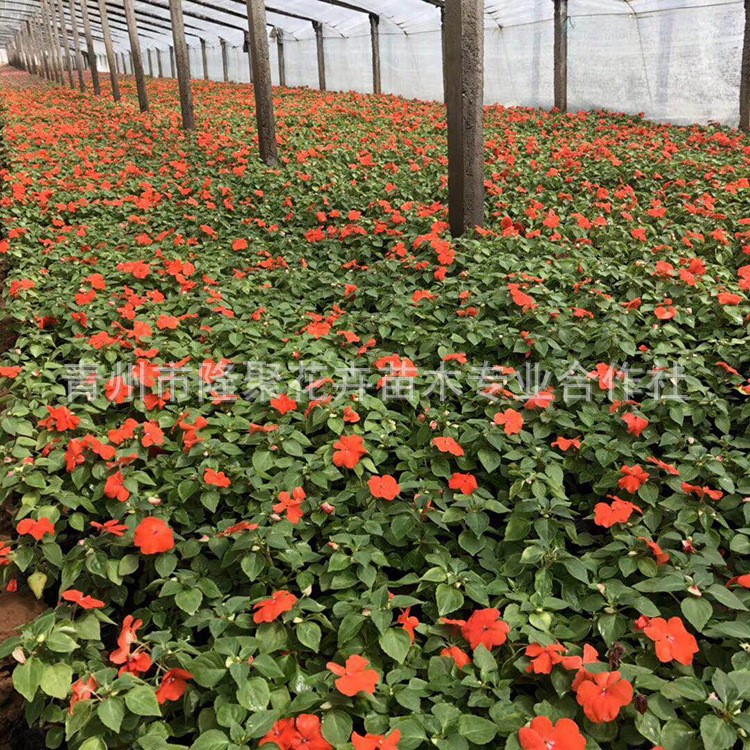 基地批发青州凤仙花苗盆栽种子 宿根草花花卉工程园林   非洲凤仙