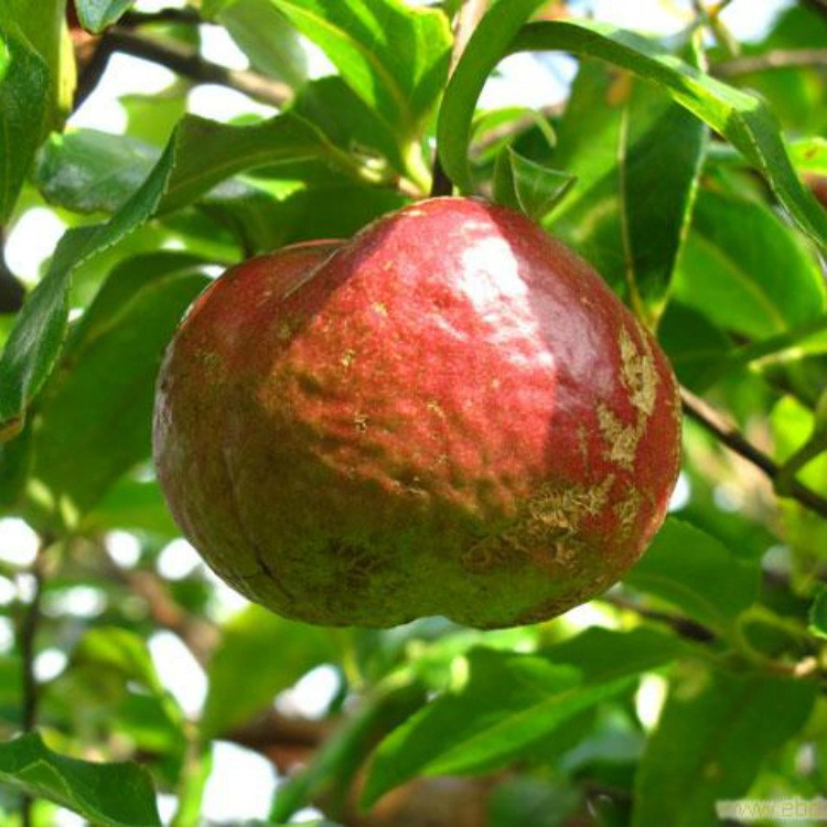 湖南 大果油茶種苗 湘林油茶210號(hào) 速生早生穩(wěn)產(chǎn)油質(zhì)好果紅