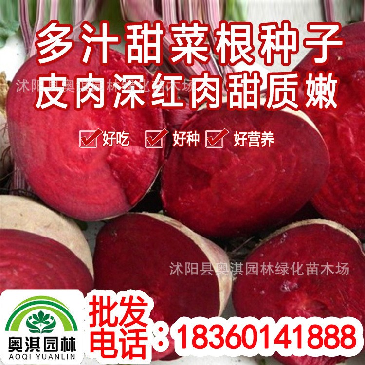 蔬菜種子 紅葉甜菜種子 紅甜菜種子 紫菜頭 紅根甜菜 紫菠菜耐寒