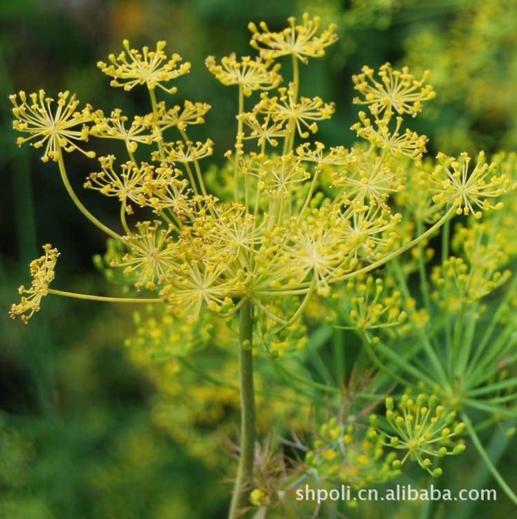 法國(guó)蒔蘿種子 5克每袋 又稱土茴香 香草 時(shí)尚菜調(diào)味料  中