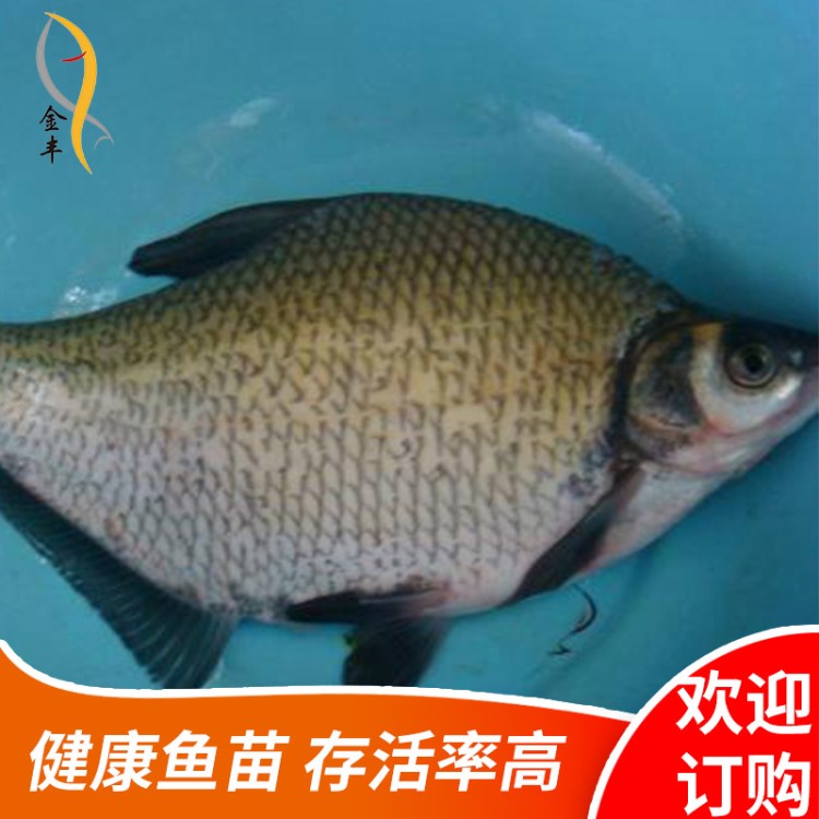 【熱賣】水產(chǎn)養(yǎng)殖武昌魚苗 團頭鳊魚苗 三角魴魚苗 大量批發(fā)