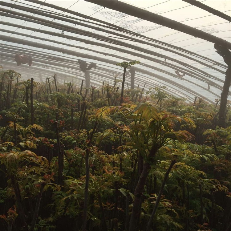 湖北地區(qū)紅油香椿苗 露天種植 當年可采摘 成活率的香椿苗