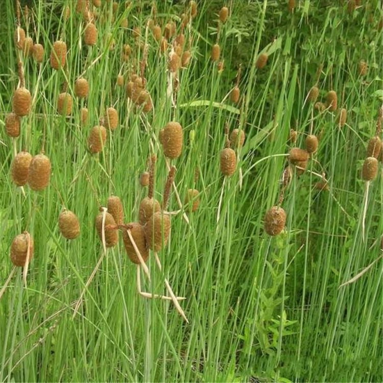 香蒲 小香蒲 基地直销 承包种植养护