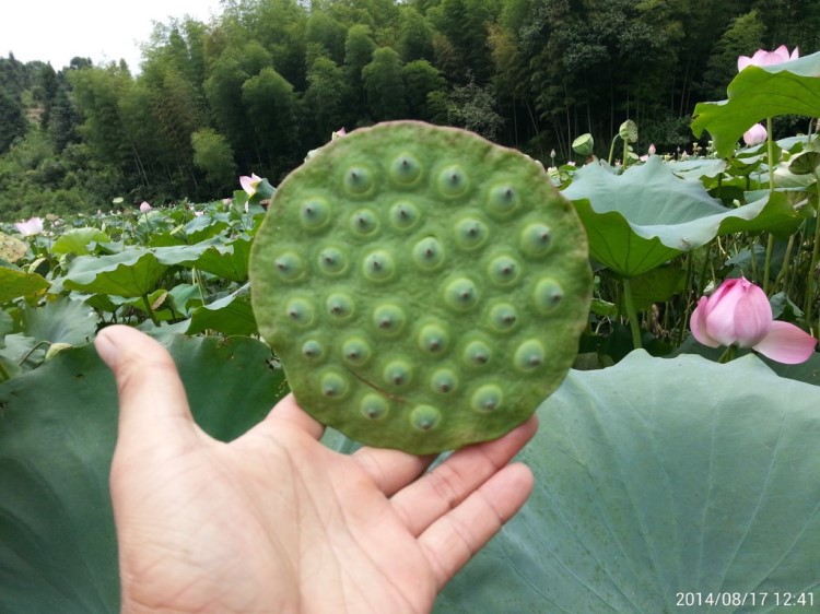 【產(chǎn)地批發(fā)】江西籽蓮藕種太空蓮36號開紅花