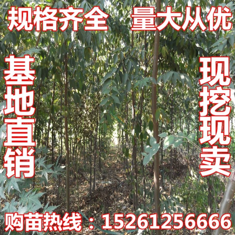 園林綠化工程苗木小葉紅櫸樹苗血舉樹苗庭院綠化樹苗風景樹櫸樹