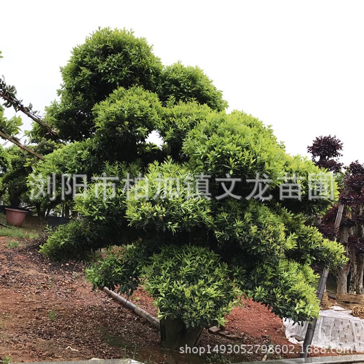 基地直销 造型杨梅 园林造型景观苗木绿化苗木盆栽庭院植物