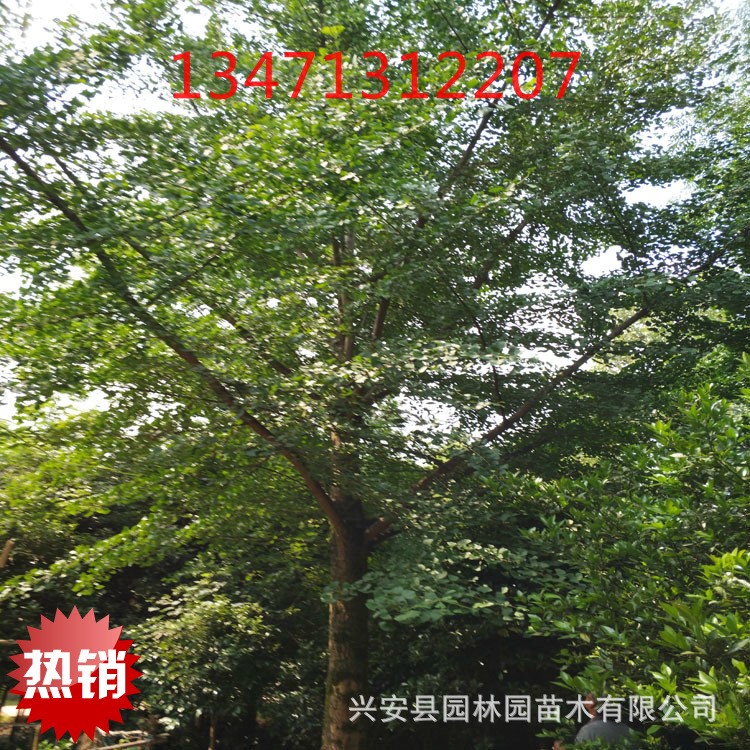 供應廣西低分支高分支單桿銀杏樹40公分，廣西銀杏樹，桂林銀杏樹