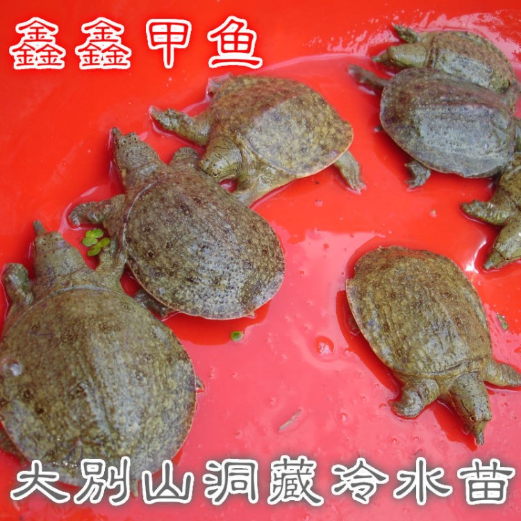 廠家直銷大量鑫鑫黃色甲魚 供應(yīng)精選外塘生態(tài)養(yǎng)殖小甲魚苗批發(fā)