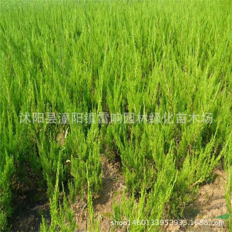 批發龍柏小苗 柏樹苗 綠化小苗 常綠常青綠籬植物 規格