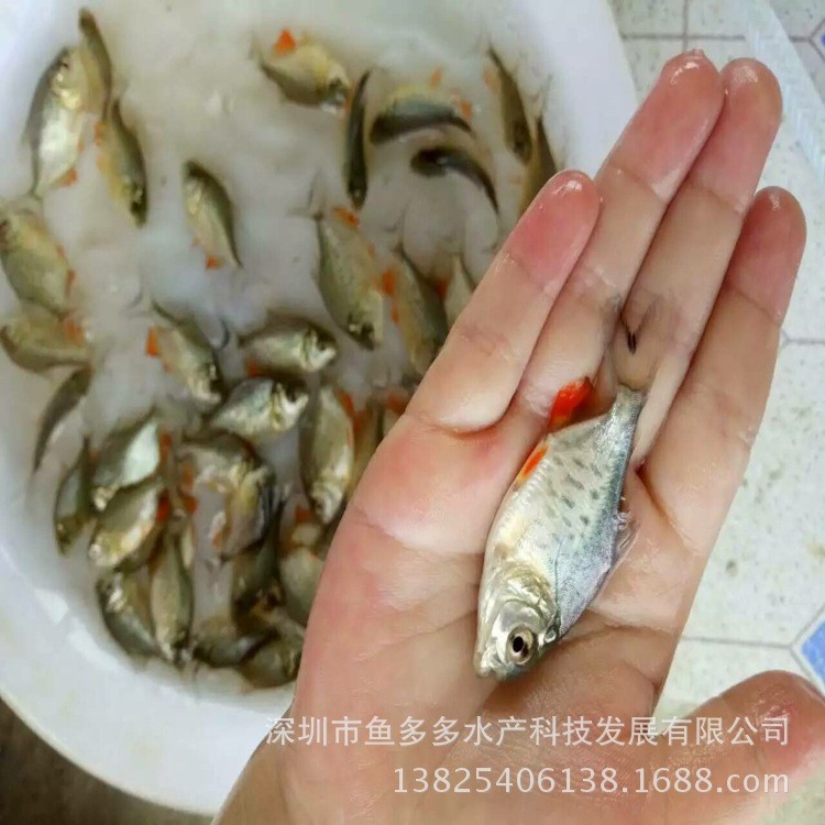 白鯧魚苗 淡水白鯧魚苗 紅鯧魚苗 金鯧魚苗 3-8厘米