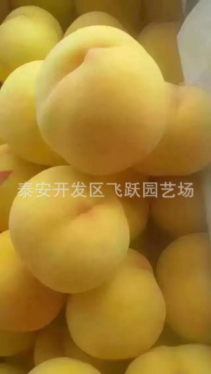 黄金黄桃树苗 黄金黄桃树苗品种