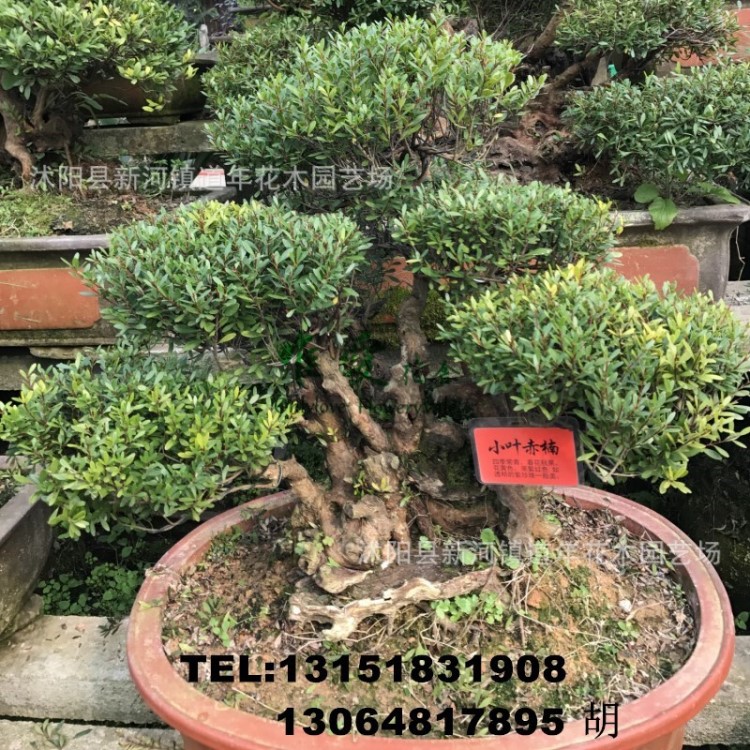 老樁小葉赤楠盆景 赤楠盆景樹樁造型 小葉赤楠盆景熟樁盆景
