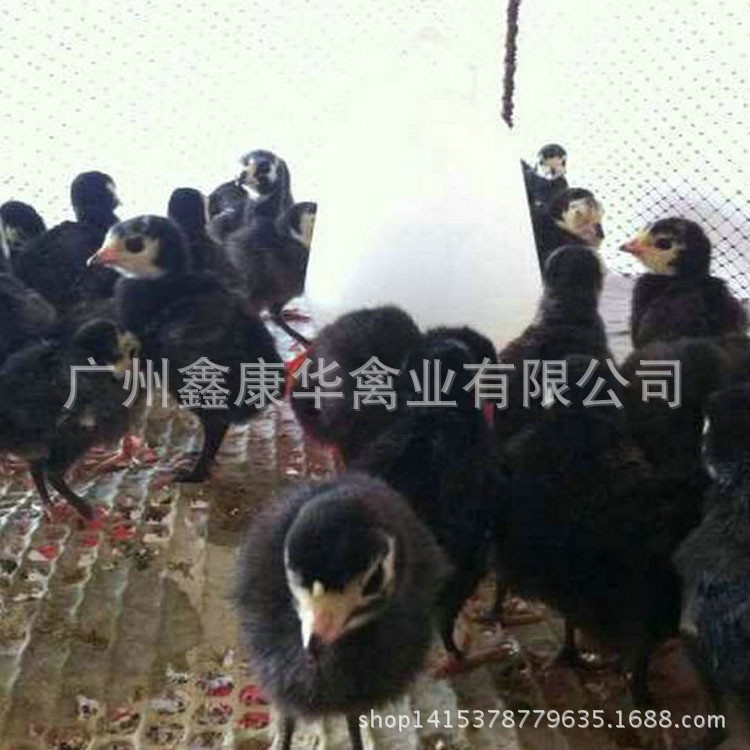 大量供應貝蒂納火雞苗 特級火雞苗  廣州批發尼古拉火雞種苗