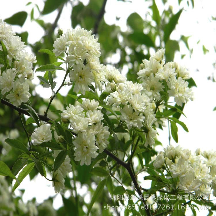 批發(fā)供應(yīng)庭院藤本觀賞木香花苗 綠化園林白木香黃木香樹苗花卉