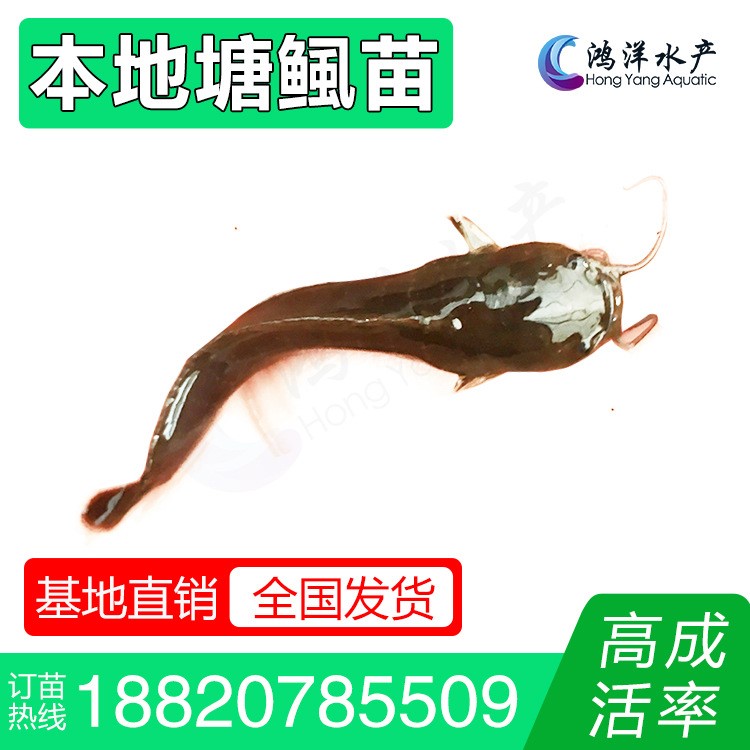 本地塘鲺魚苗 三黃塘鲺苗 塘角魚 鯰魚苗淡水養(yǎng)殖活體魚苗批發(fā)