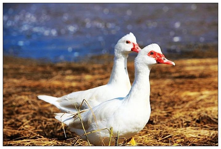 山东潍坊小美洲雁苗香鹁雁苗香醇雁苗雏