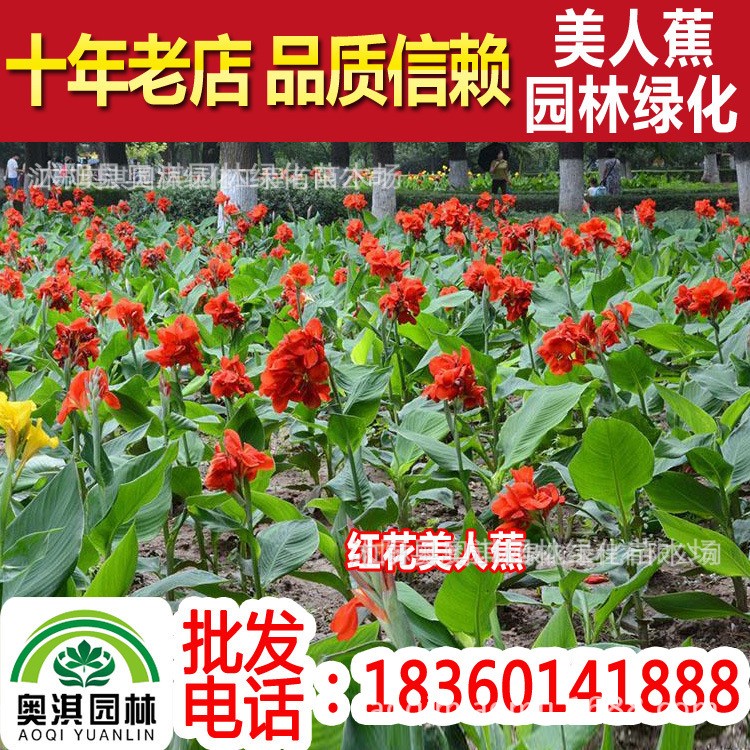 供應美人蕉，紫葉美人蕉，黃花美人蕉，紅花美人蕉 ，矮化美人蕉