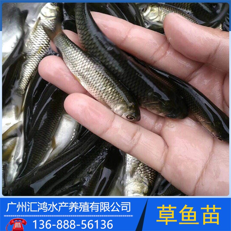 供應(yīng)草魚苗 鯇魚苗 草鯇魚苗 長(zhǎng)江草魚 花鰱水花 白鰱水花 餌料魚