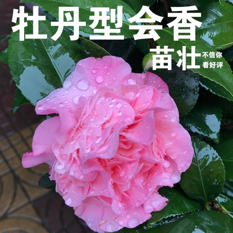 香茶花室內(nèi)盆栽香妃茶帶香味凈化空氣烈香茶花帶四季花苞常綠樹苗