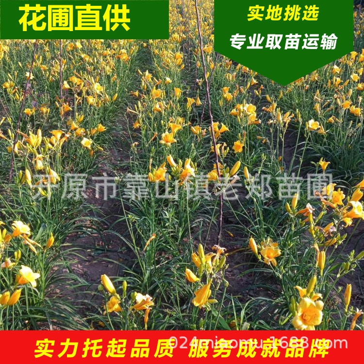 金娃娃萱草 紅娃娃草花苗 遼寧開原地被草花基地 東北金娃娃萱草