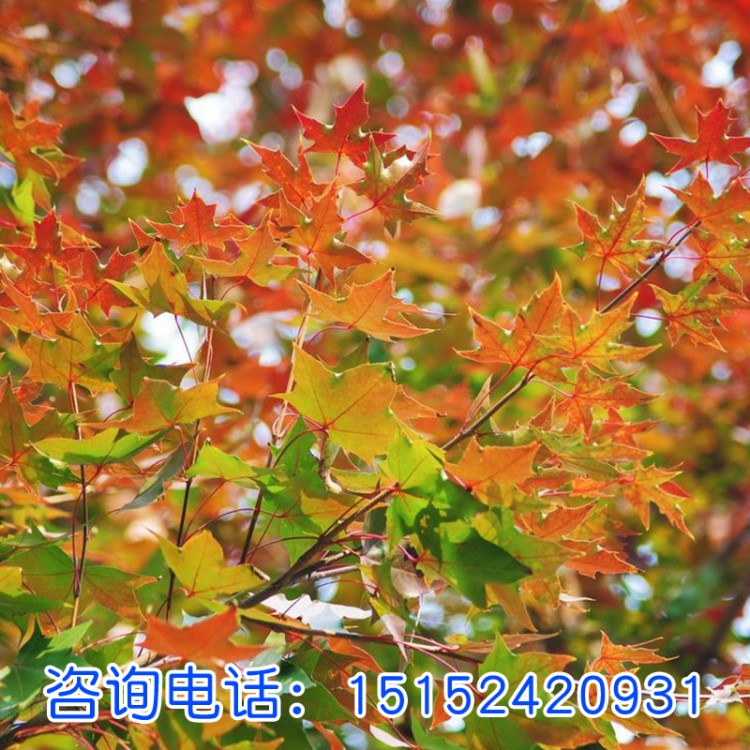 批發供應花卉種子 當年新采摘 元寶楓種子