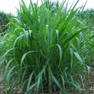 寬葉多花黑麥草 養(yǎng)羊牧草種子 南方牧草種子 北方牧草種子 包郵